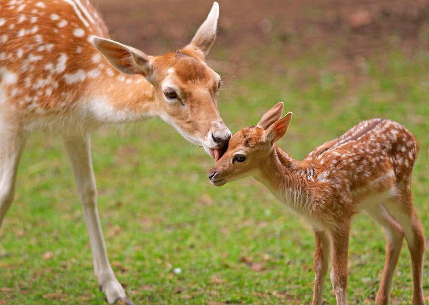 Set met 20 miniposters (A4 kaarten) knuffelende dieren