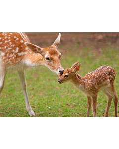 Set met 20 miniposters (A4 kaarten) knuffelende dieren