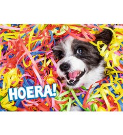 Set met 20 miniposters (A4 kaarten) verjaardagskaarten dieren