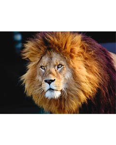 Set van 20 miniposters (A4 kaarten) roofkatten