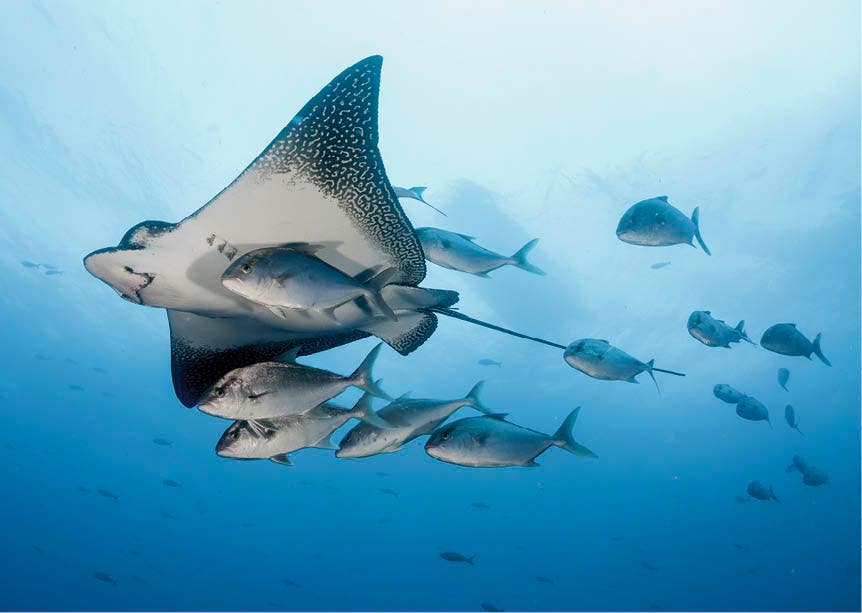 Set van 20 miniposters (A4 kaarten) onderwaterwereld