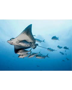 Set van 20 miniposters (A4 kaarten) onderwaterwereld