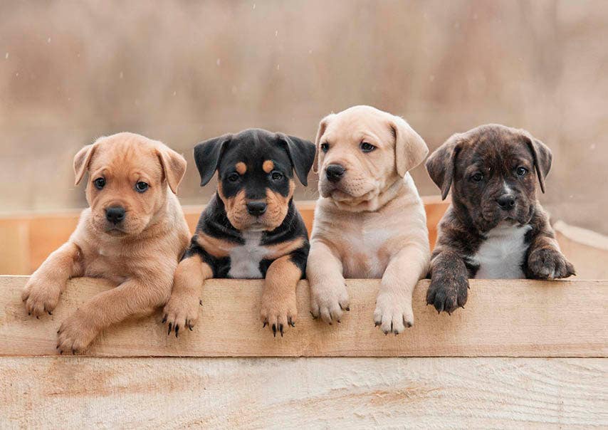 Set van 20 miniposters (A4 kaarten) puppy en kitten