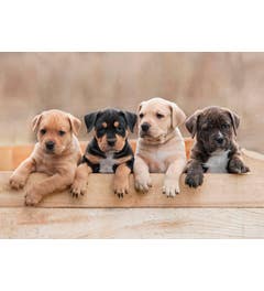 Set van 20 miniposters (A4 kaarten) puppy en kitten