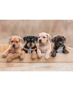 Set van 20 miniposters (A4 kaarten) puppy en kitten