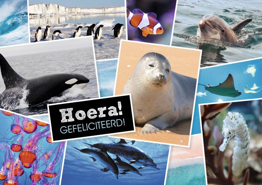 Set van 20 miniposters (A4 kaarten) verjaardagskaarten wilde dieren