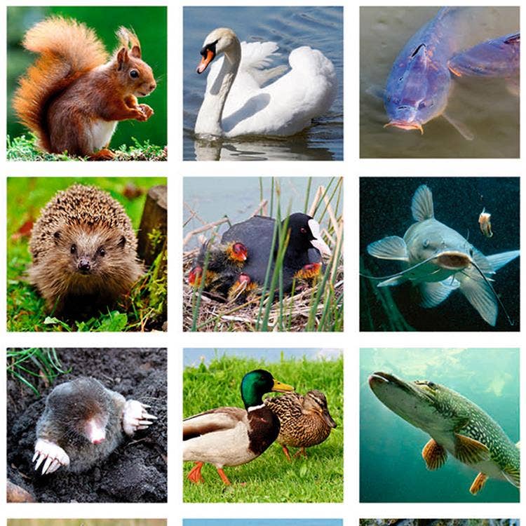 Beloningsstickers Natuur In De Buurt