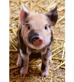 Beloningskaarten kinderboerderij