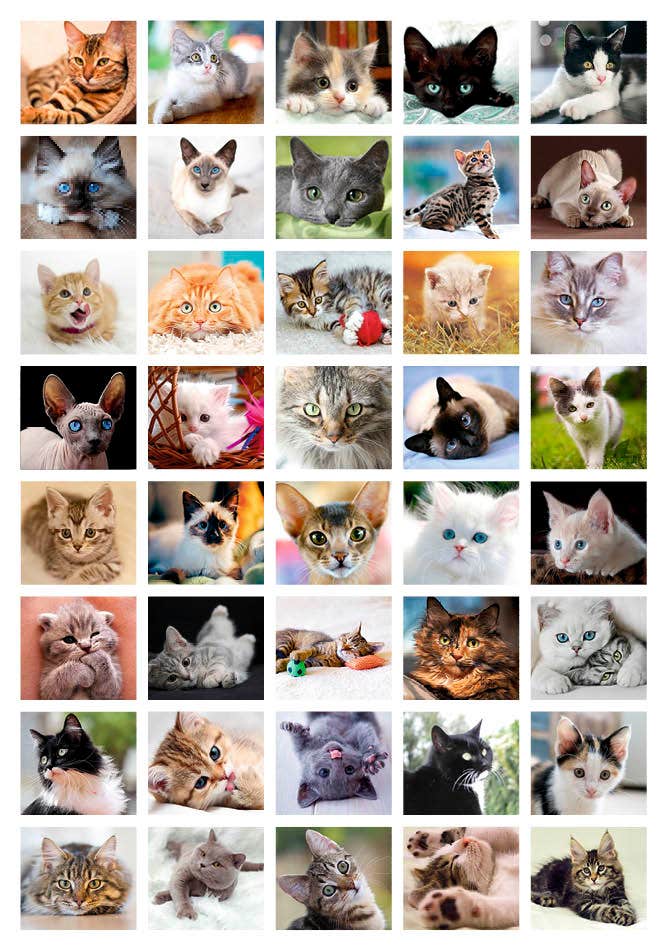 Beloningsstickers poezen