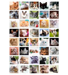 Beloningsstickers poezen