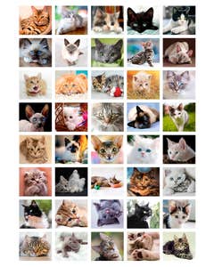 Beloningsstickers poezen