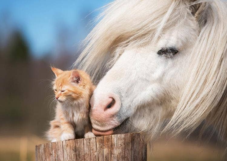 Miniposter Boerderijduo's