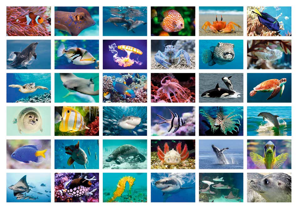 Beloningsstickers onderwaterwereld