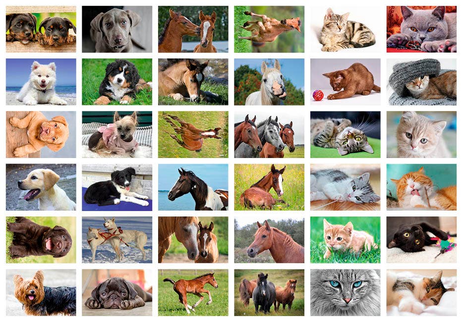 Beloningsstickers honden paarden poezen