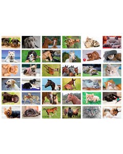 Beloningsstickers honden paarden poezen