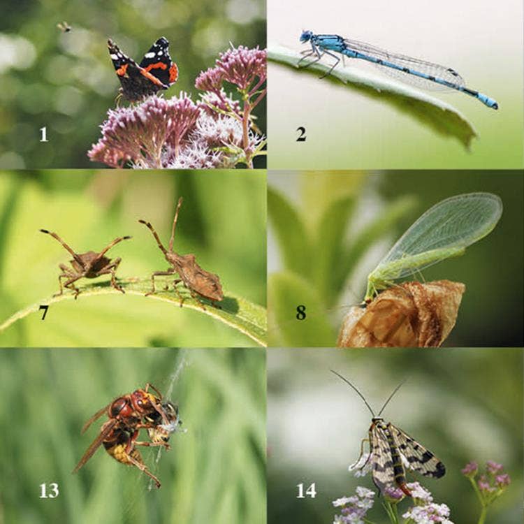 Insecten En Beestjes Beloningsstickers