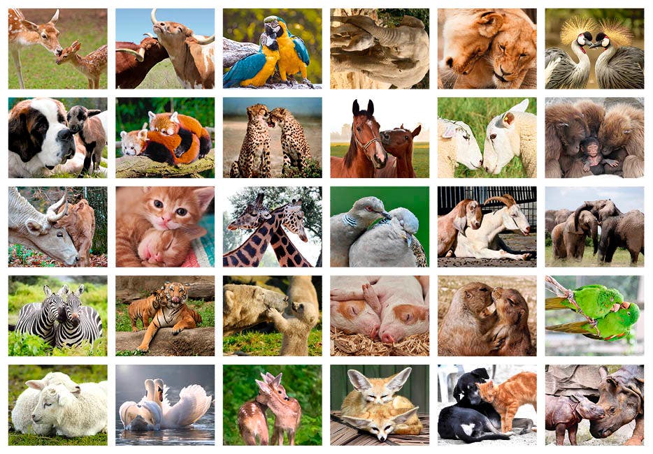 Beloningsstickers knuffeldieren