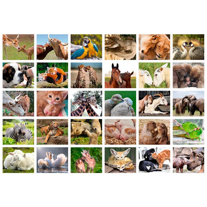 2000 stuks motivatiestickers voor kinderen, dieren, beloningsstickers 2000 stuks motivatiestickers voor kinderen, dieren, beloningsstickers