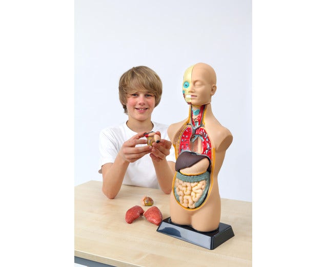 Anatomisch model - Torso (50 cm)