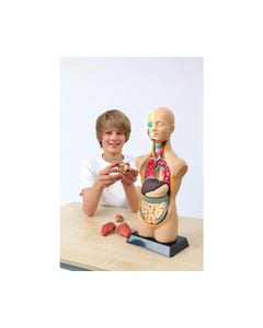 Anatomisch model - Torso (50 cm)