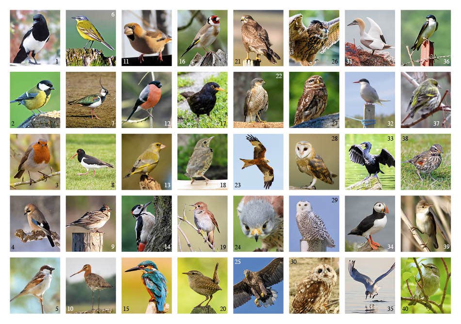 Beloningsstickers vogels in de buurt