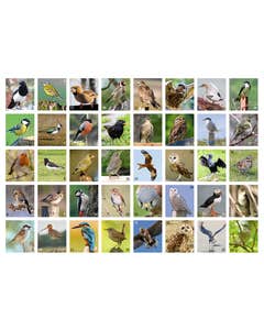 Beloningsstickers vogels in de buurt
