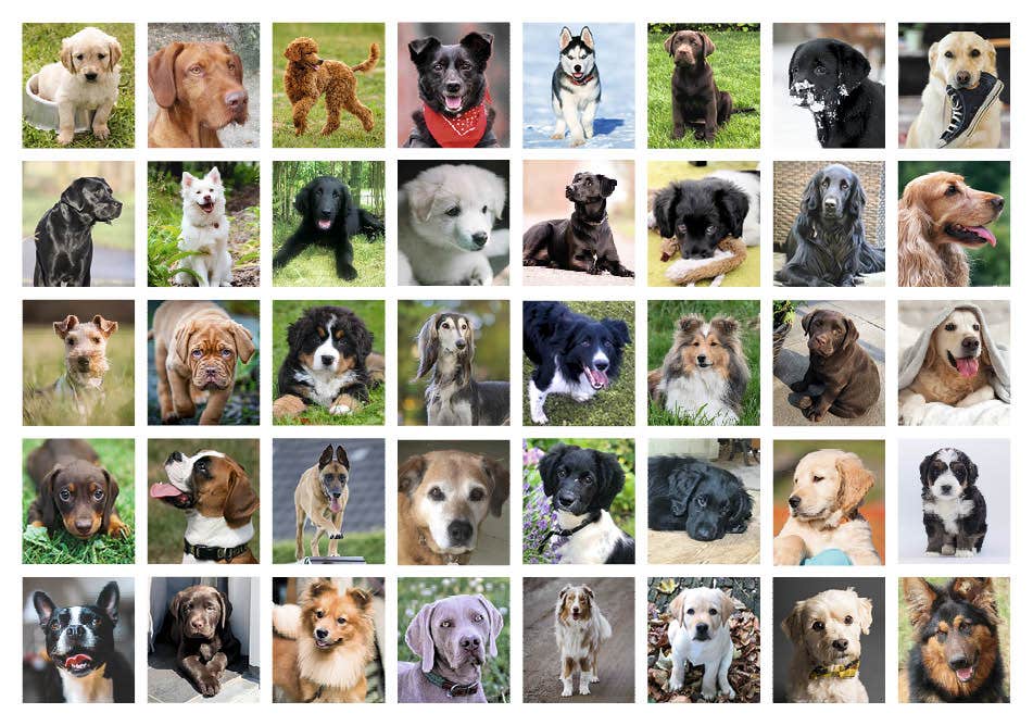 Beloningsstickers trouwe viervoeters