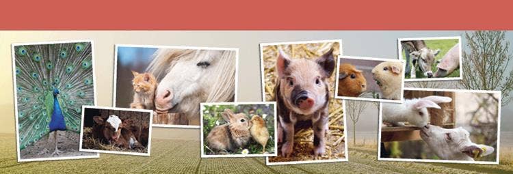 Leeswijzer Boerderijdieren