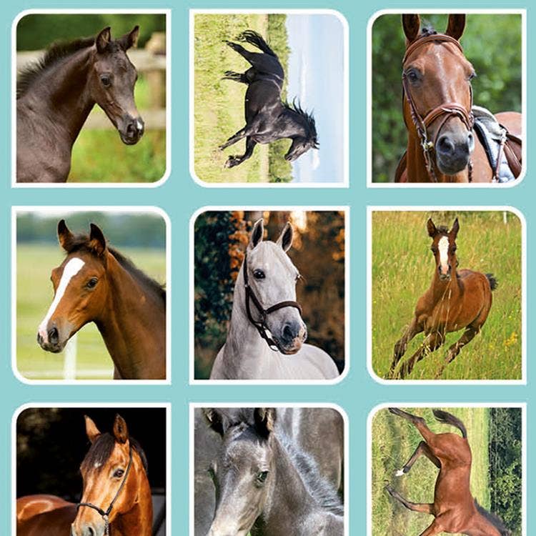 Veulens En Paarden Beloningsstickers