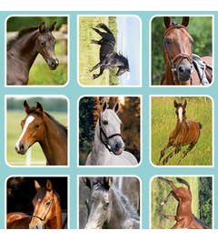 Veulens En Paarden Beloningsstickers