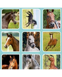 Veulens En Paarden Beloningsstickers