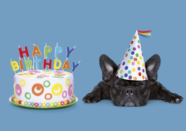 Miniposter Party Animals