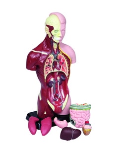 Model torso met losse ingewanden (hoogte: 27 cm)