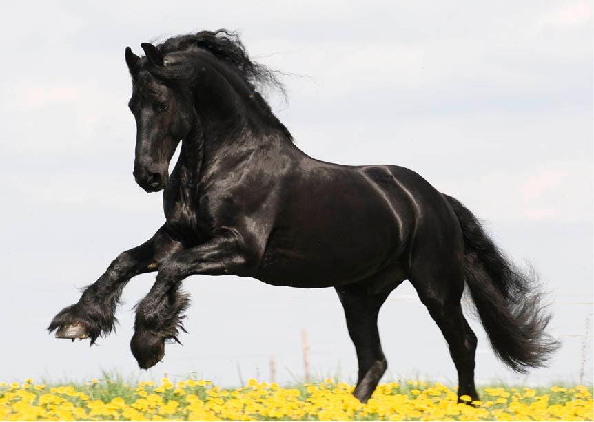 Set met 20 miniposters (A4 kaarten) paardenfoto's