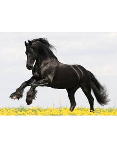 Set met 20 miniposters (A4 kaarten) paardenfoto's