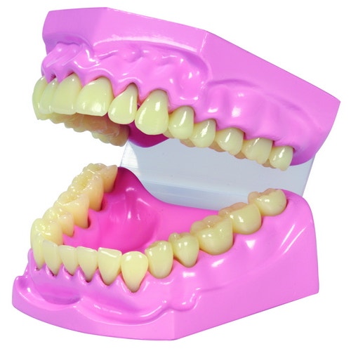 Model menselijk gebit