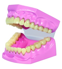 Model menselijk gebit