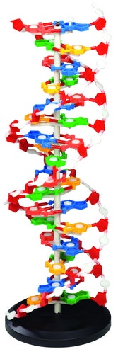 XL Model DNA (60 cm)