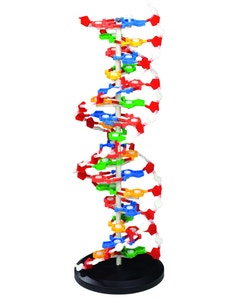 XL Model DNA (60 cm)