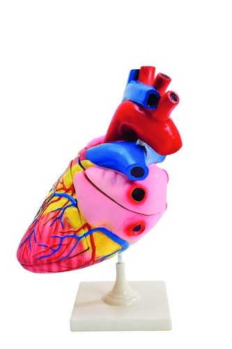 XL Model van het menselijk hart