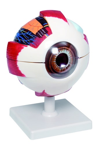 XL Model van het menselijk oog