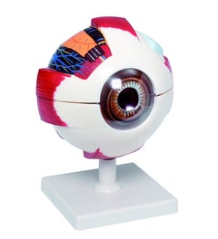 XL Model van het menselijk oog