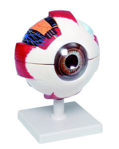 XL Model van het menselijk oog