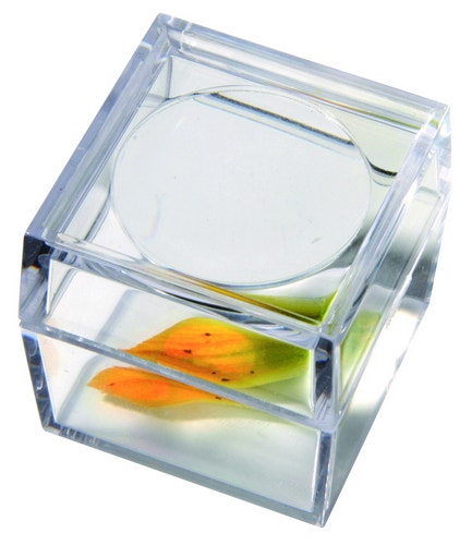 Vergrotingsdoosje om insekten te bekijken