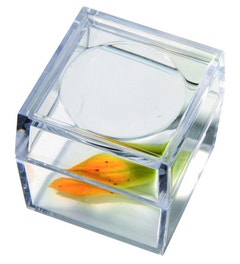 Vergrotingsdoosje om insekten te bekijken