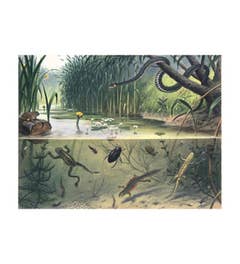 Schoolplaat In sloot en plas