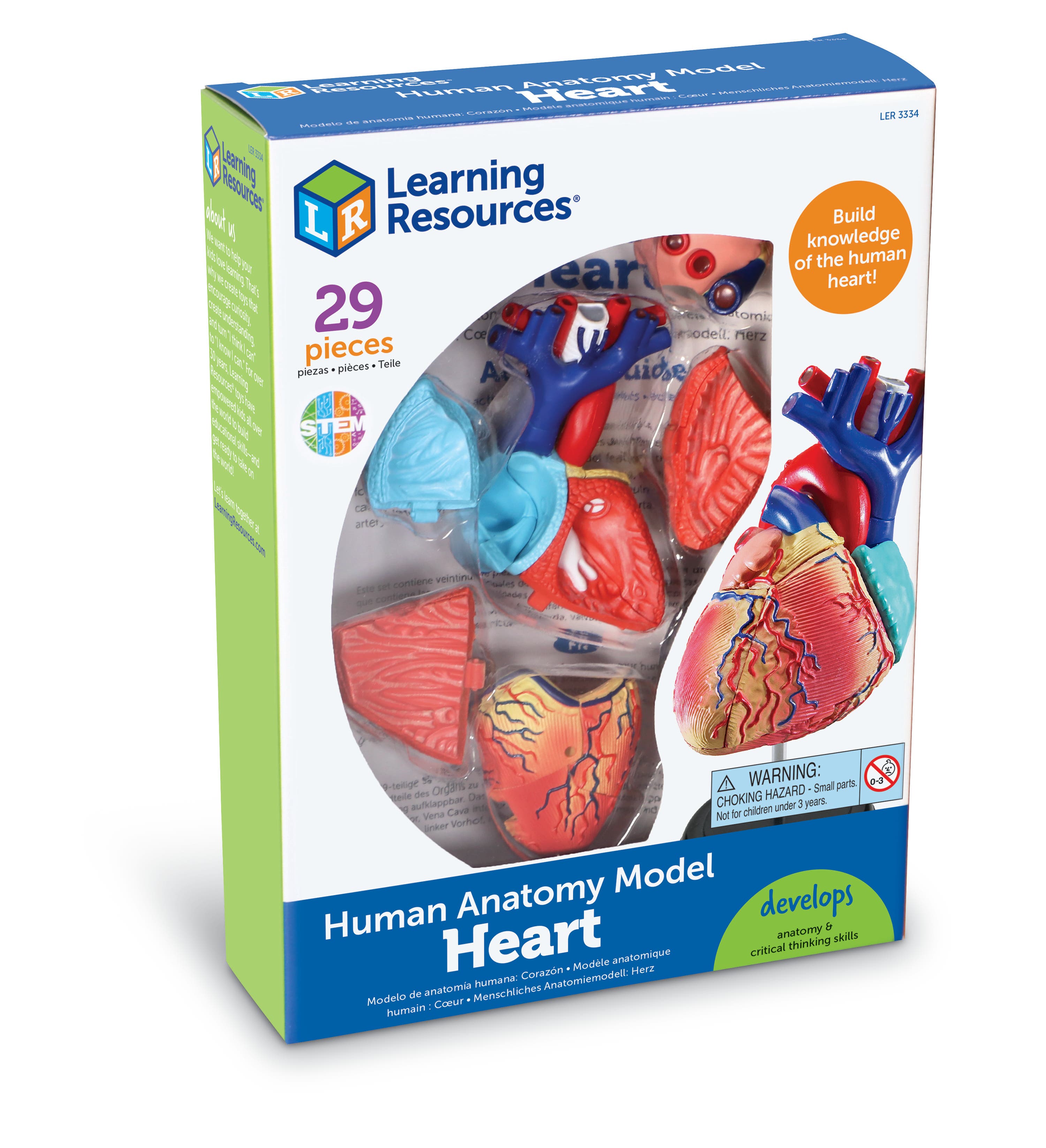 Anatomisch model | Hart