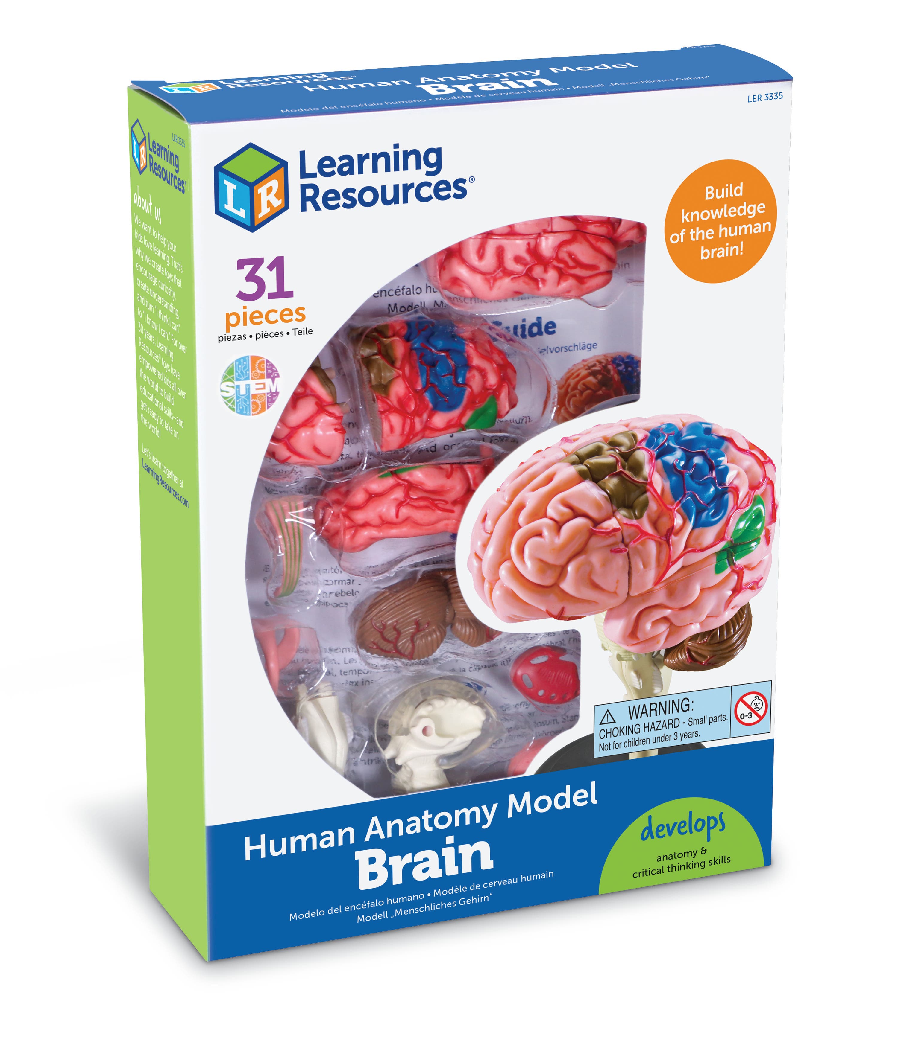 Anatomisch model | Hersenen