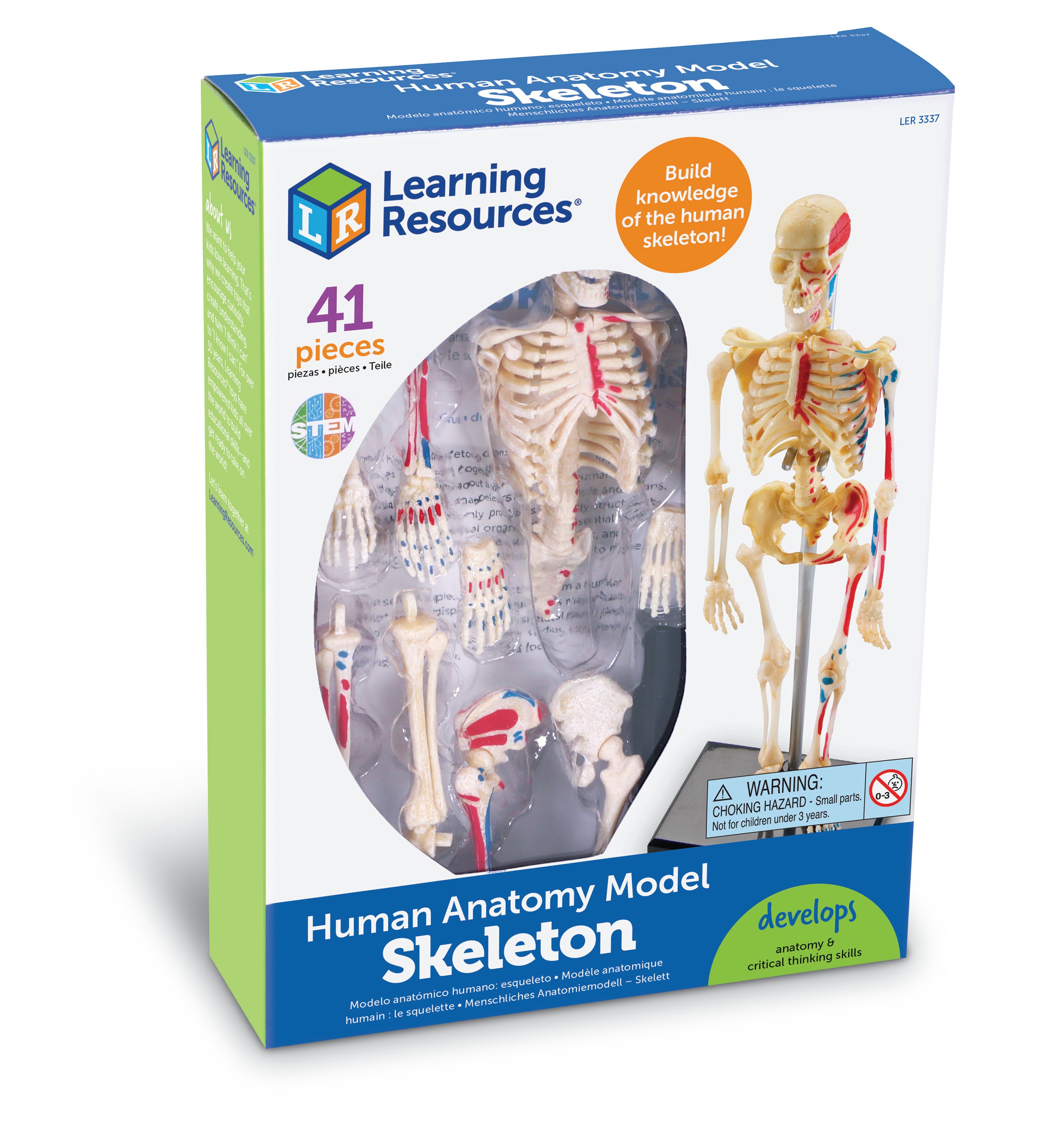 Anatomisch model | Skelet