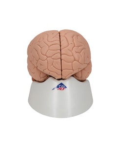 Basis Hersenen Model